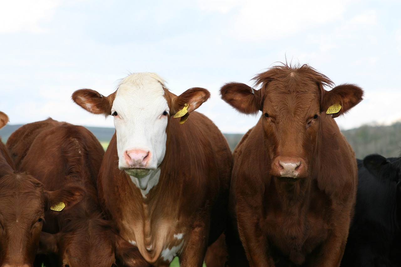 Spalding Labs Fly Predators are used for fly control in commercial farming operations both big and small