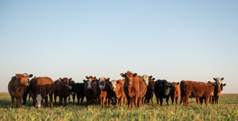 Herd of steers looking at camera