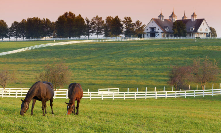 Horses on the Farm