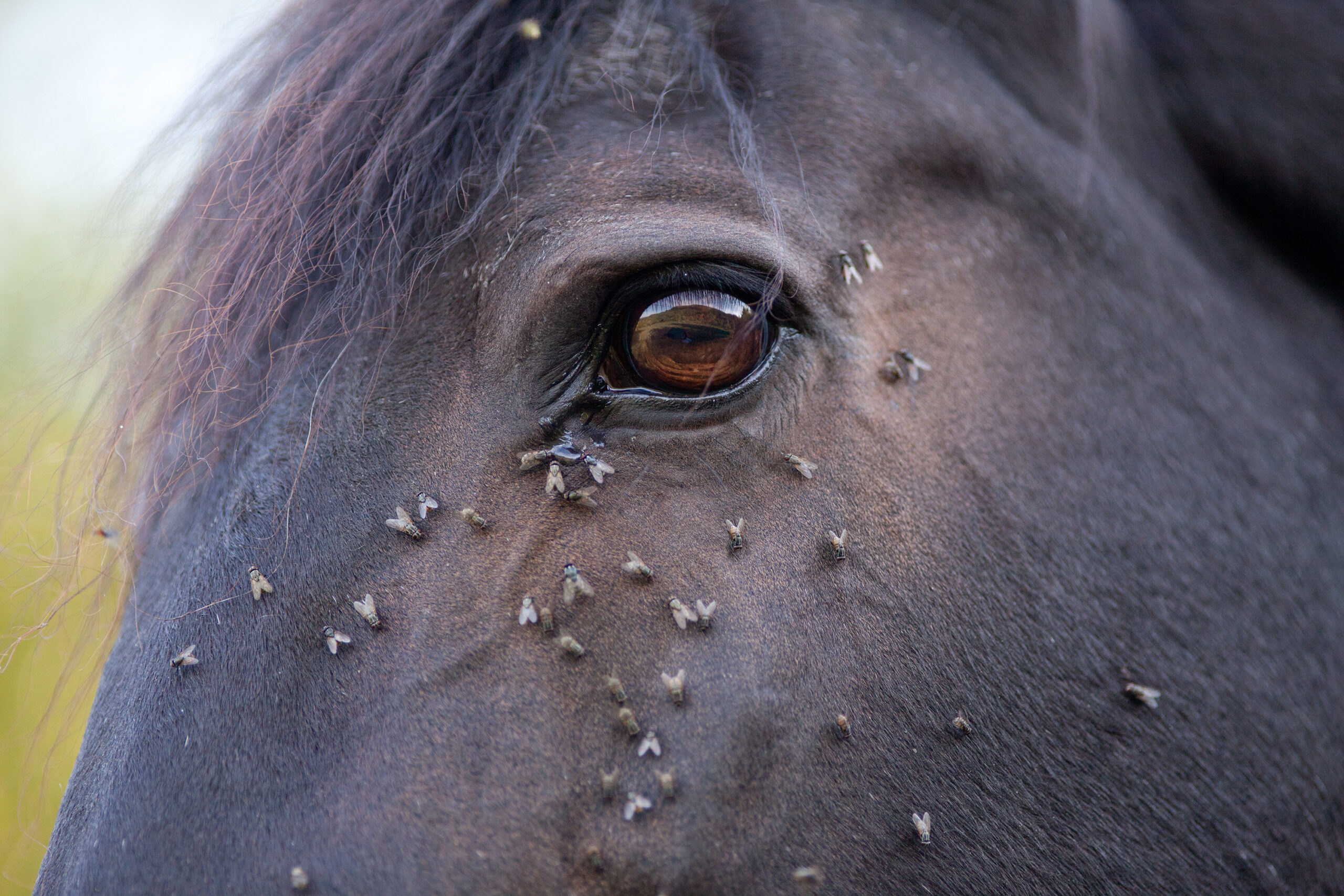 Horse with lots of fly in face