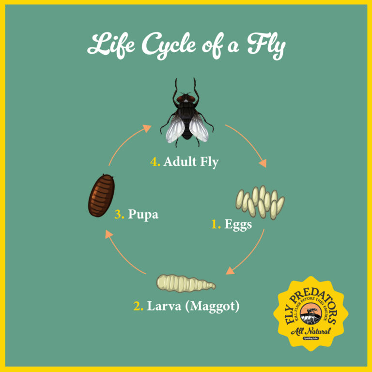 Spalding Labs Life Cycle of a Fly for natural fly control