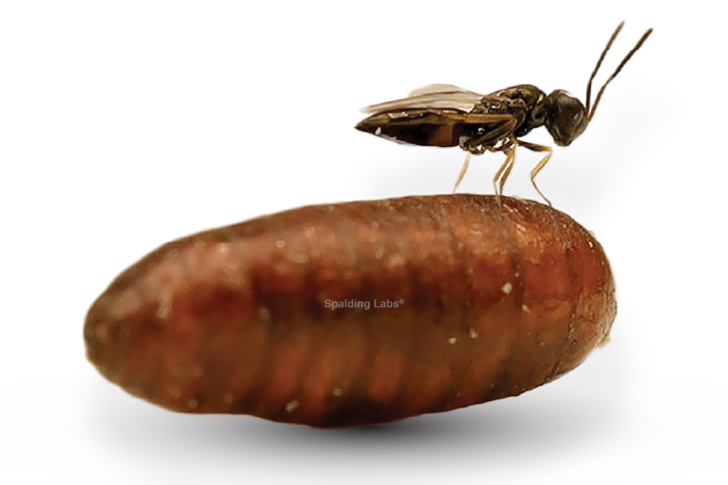 Spalding Labs Fly Predator on fly pupae. Copyright Spalding Labs 2024.