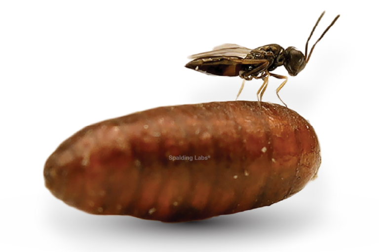 Spalding Labs Fly Predator on fly pupae. Copyright Spalding Labs 2024.