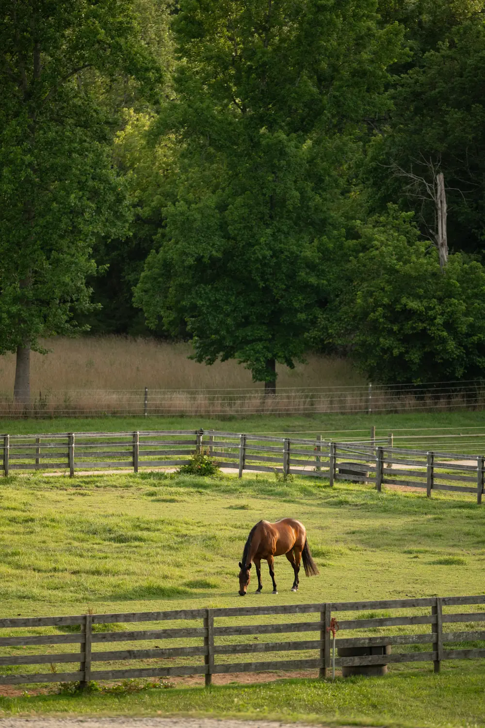 Horse grazing in a green, fenced pasture