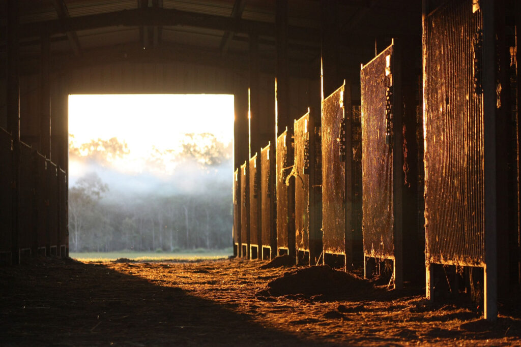 Use beneficial bacteria to break down odor-causing compounds at the molecular level for a fresher, healthier barn without artificial fragrances or chemicals.