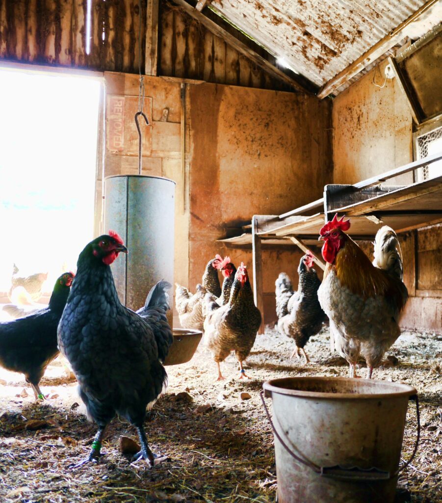 Keep your coop healthy and happy with natural fly control