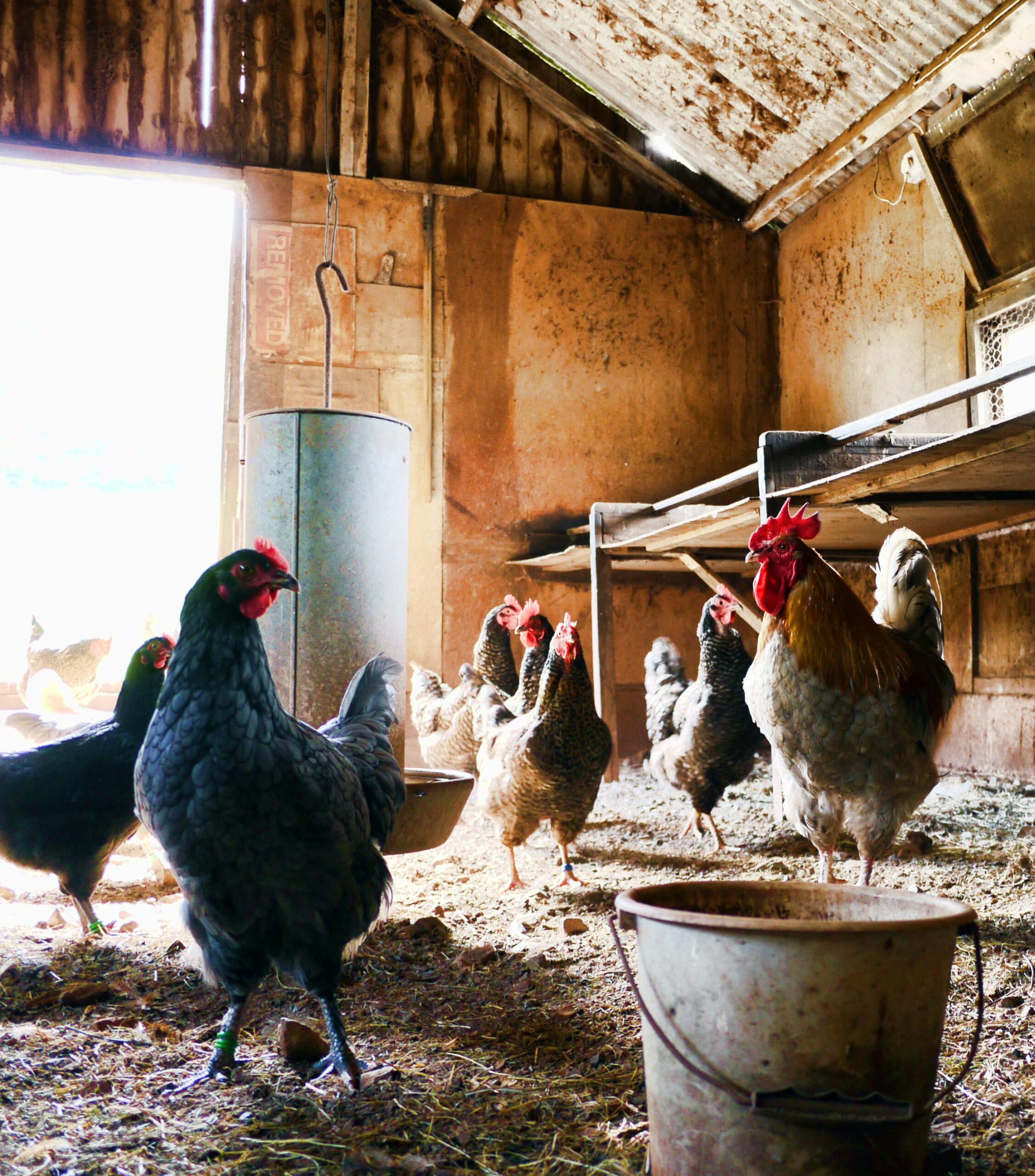Keep your coop healthy and happy with natural fly control
