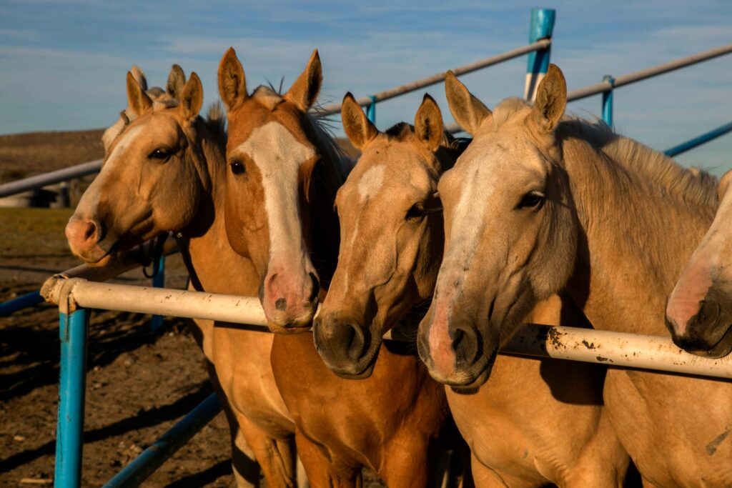 Horses on a farm using natural fly control