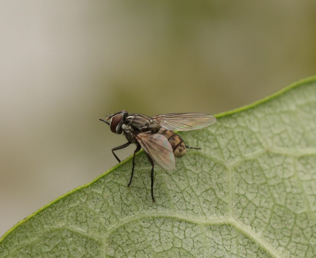stomoxyscalcitrans-stablefly are biting flies which can be significantly reduced by Spalding Labs Fly Predators