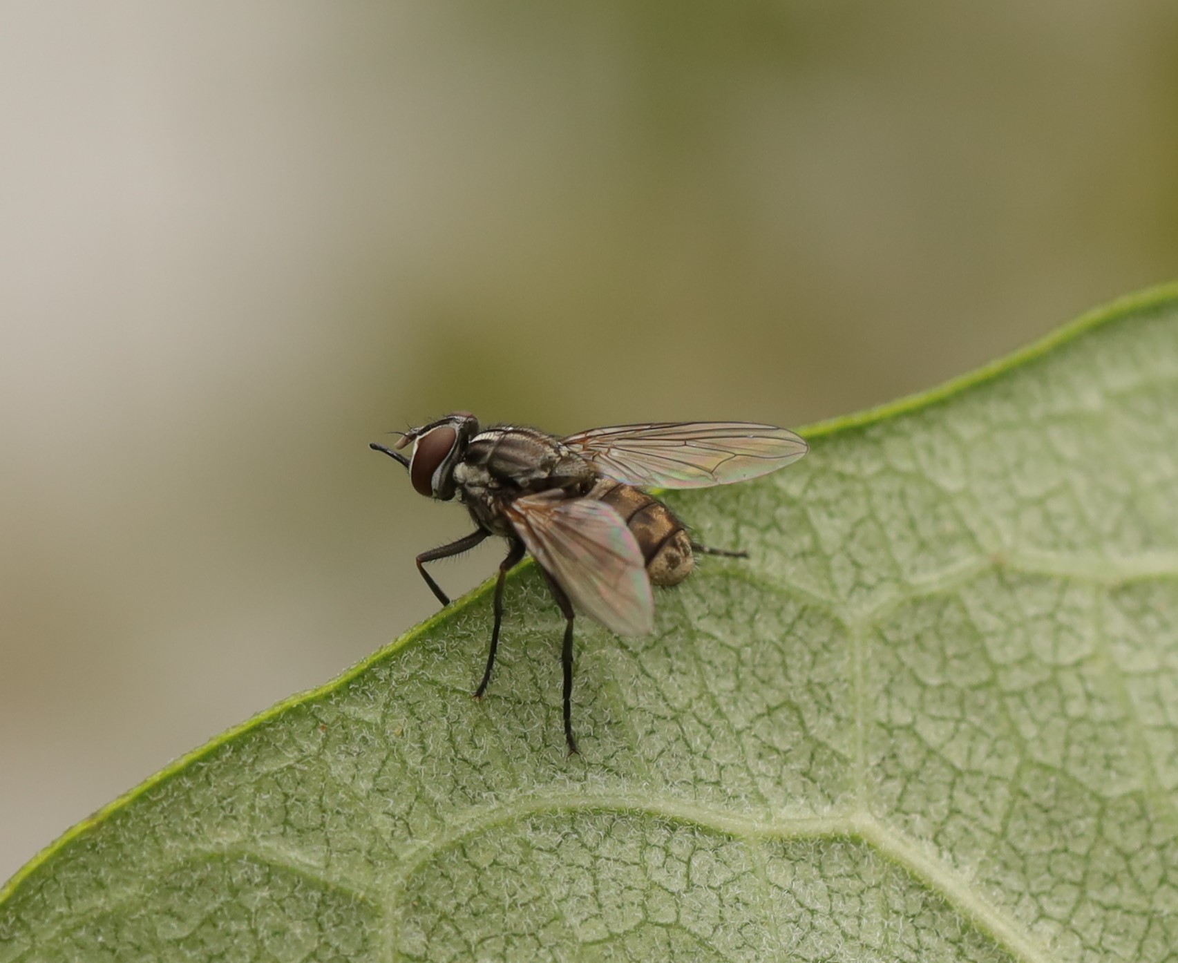 stomoxyscalcitrans-stablefly are biting flies which can be significantly reduced by Spalding Labs Fly Predators