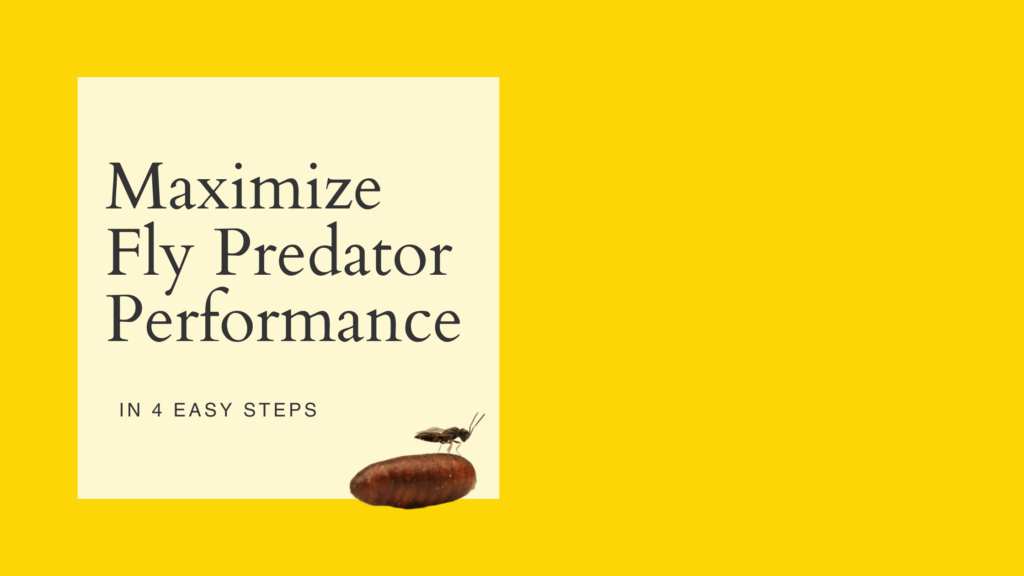 Maximize Fly Predator Performance with easy tips to build simple release stations