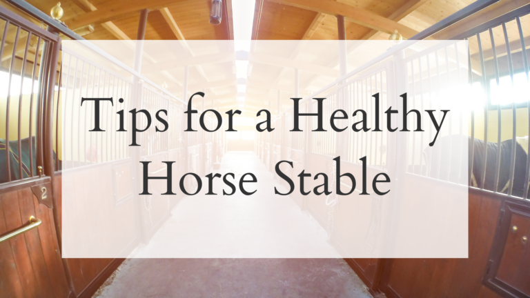 Tips for a Healthy Horse Stable (1)