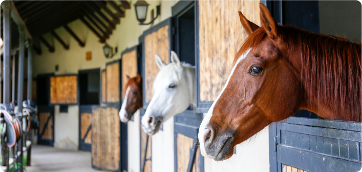 Spalding Labs Fly Predators are the most effective way to prevent flies at your property