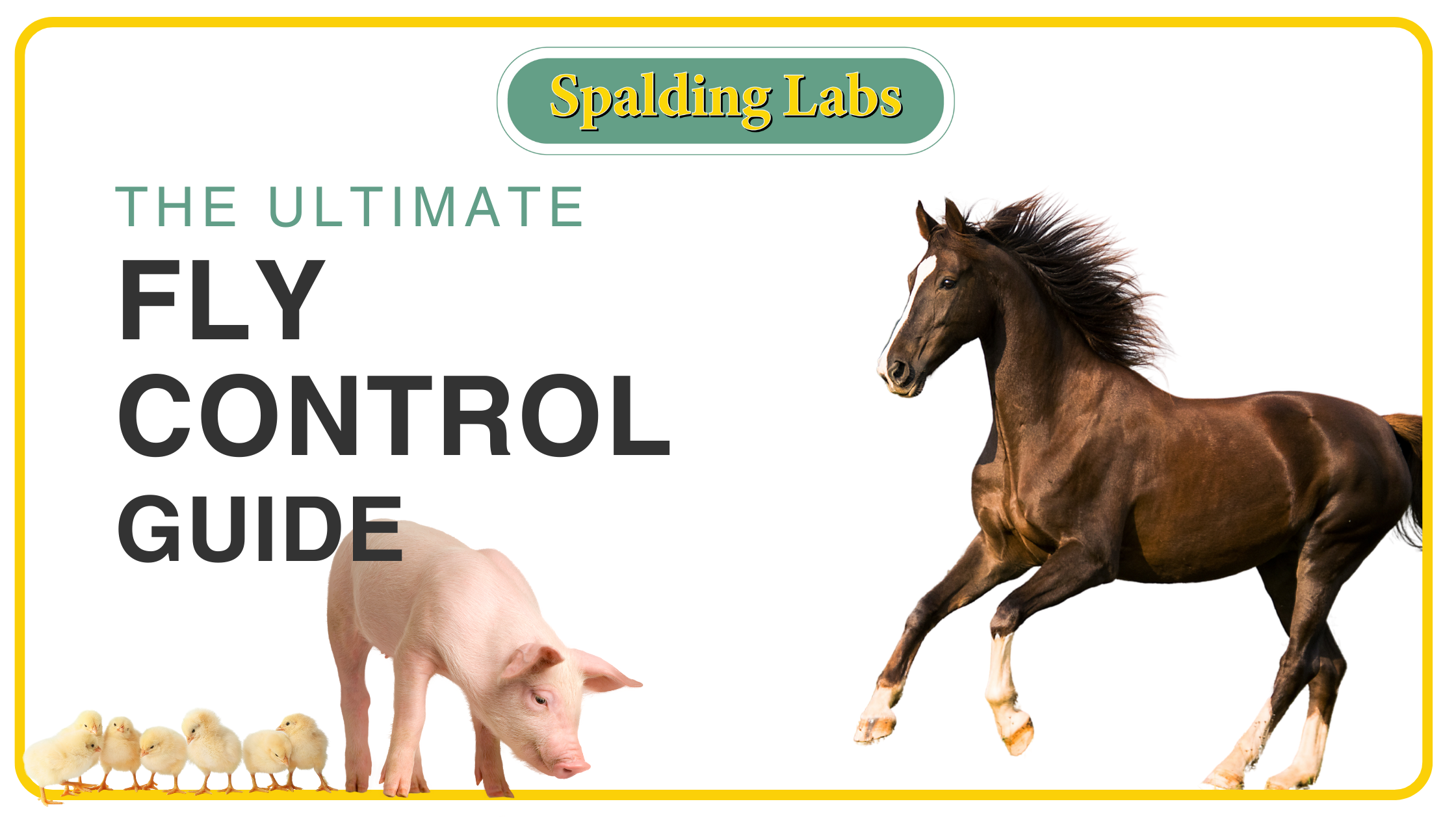 Spalding labs put together the ultimate fly control guide to kill flies before they hatch and keep them away from you and your animals