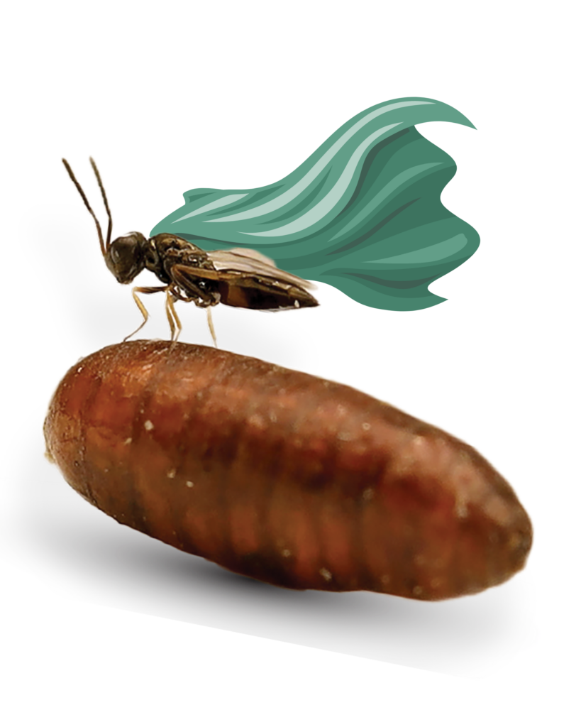 Fly predators are your heroes in the fight against flies. They kill flies before they hatch, saving you from buzzing and painful bites from pest flies.