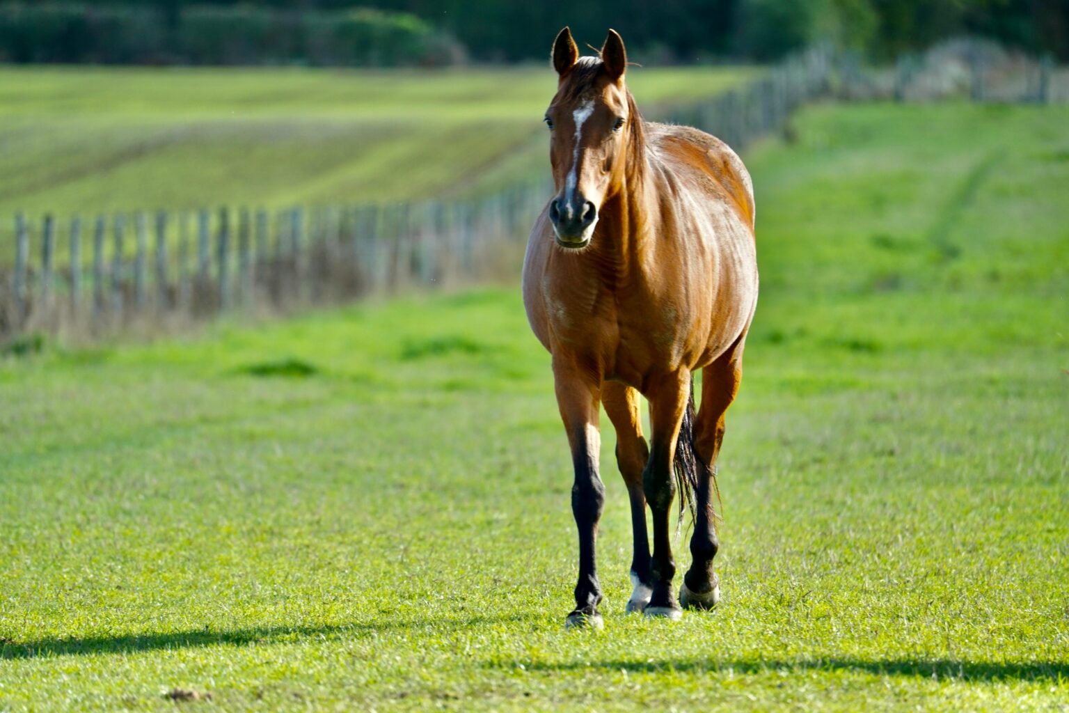Good Neighbor Program: Join Forces Against Flies - Spalding Labs