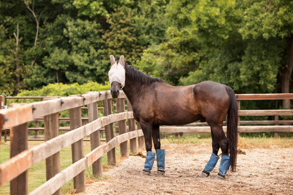 Biting stable flies bite horse legs and bother livestock and people too — stop stable flies with Spalding Labs