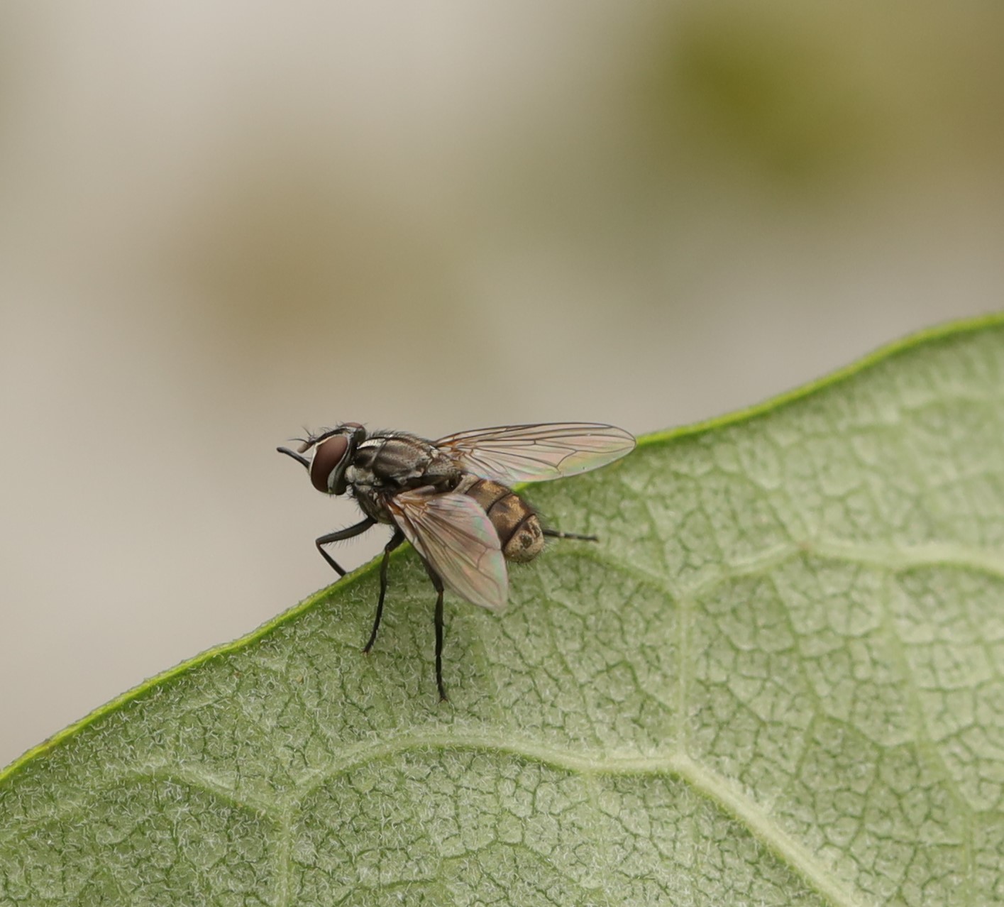 Biting stable flies have a painful bite. Stop biting flies with effective traps and fly spray.