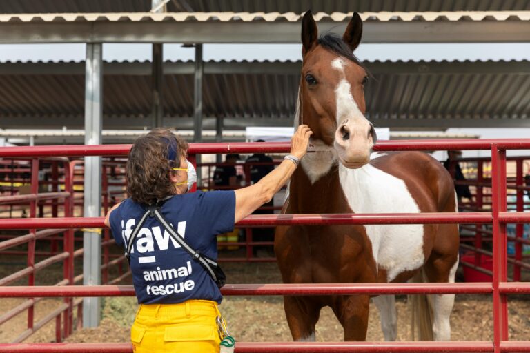 A horse is cared for by an animal rescue worker after a natural disaster