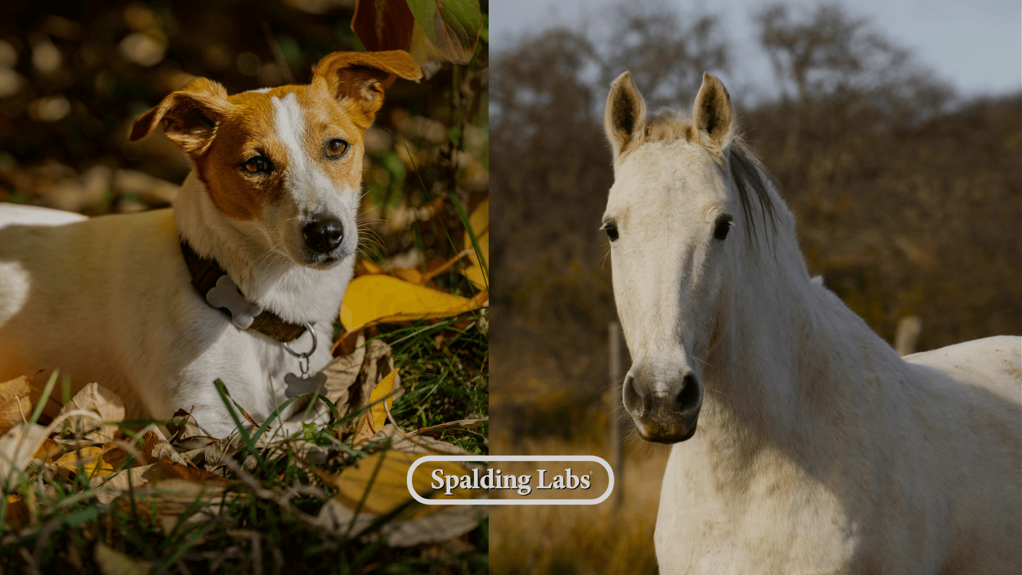 Fall treat recipes for horses and dogs on the farm