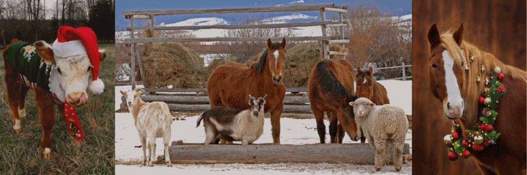 Christmas and holiday animals on different farms