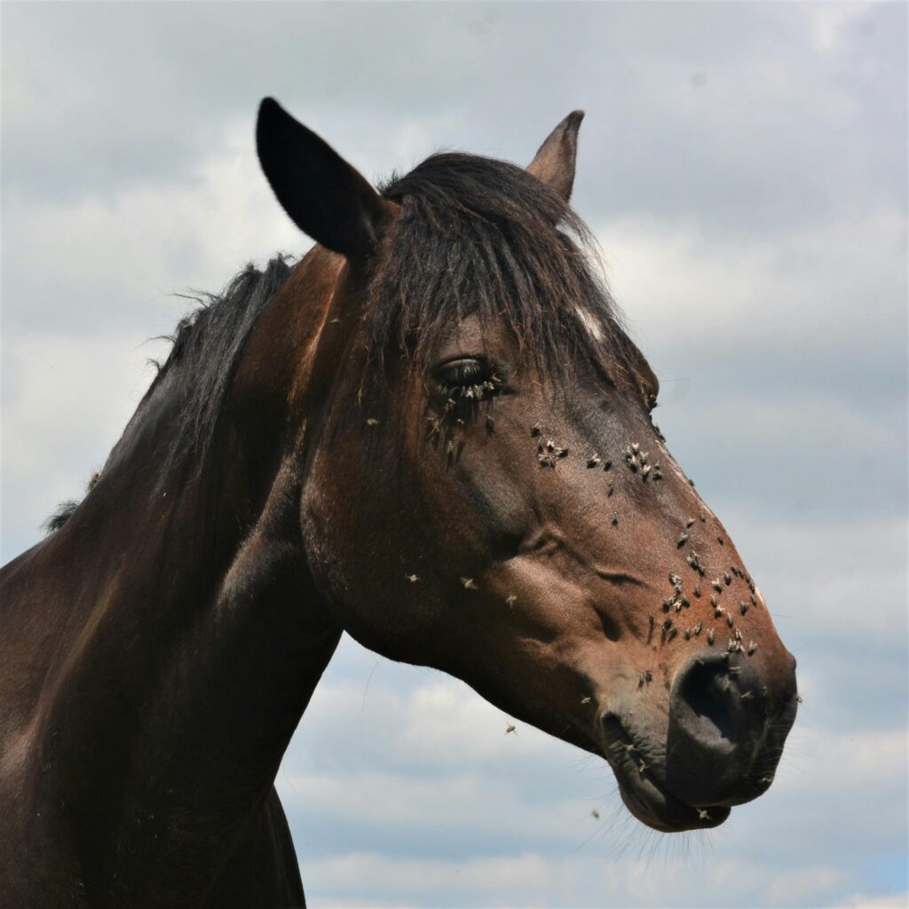Horse on farm showing signs of fly irritation — house flies around eyes and wounds and biting flies causing stomping front legs.