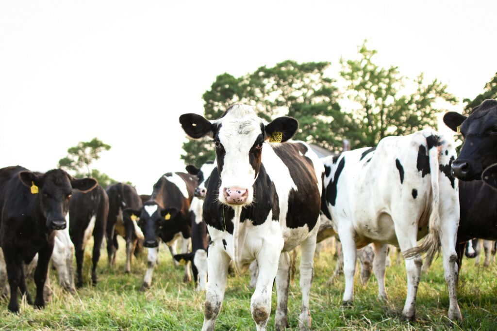 Holstein dairy cows
