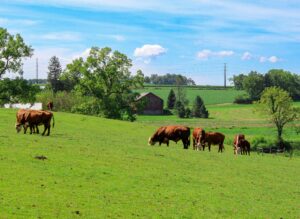 cattle farm in spring