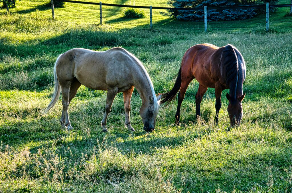 horses grazing